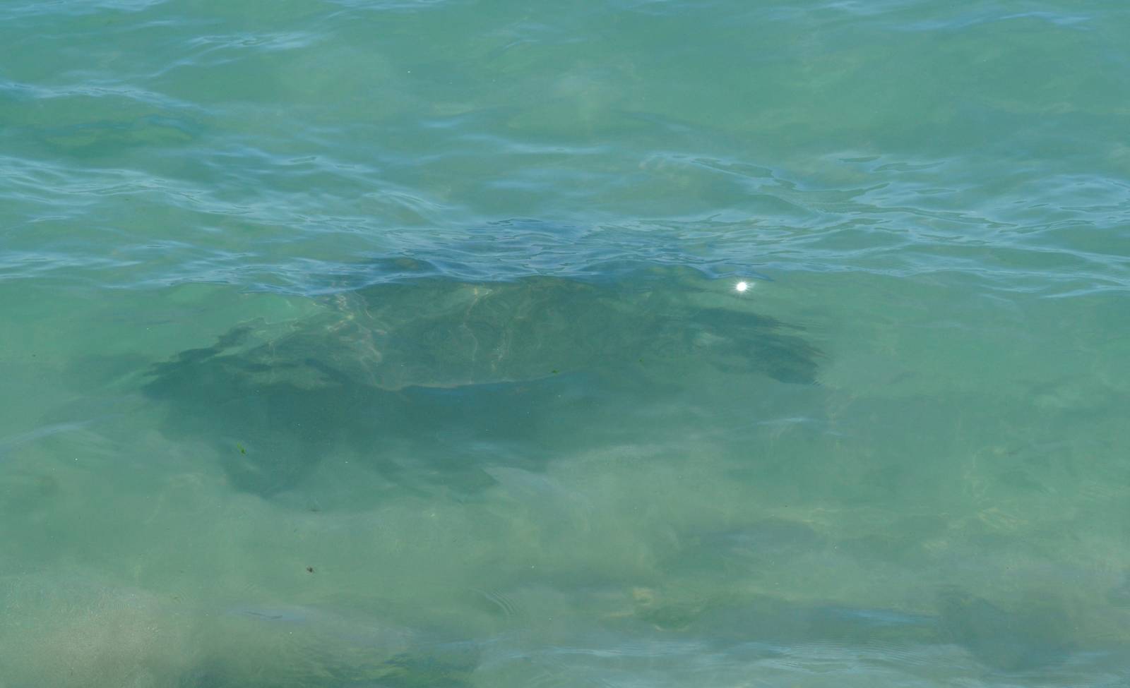 Sea Turtle