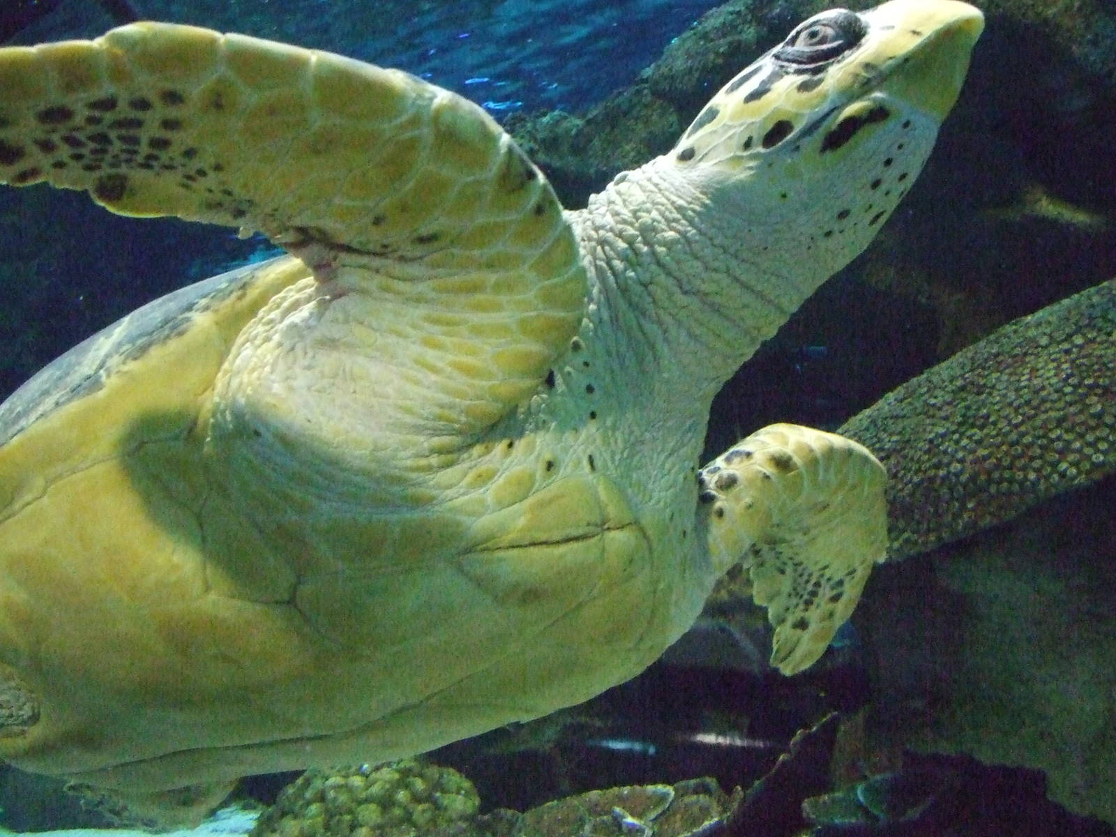 Sea turtle