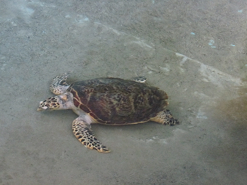 Sea turtle