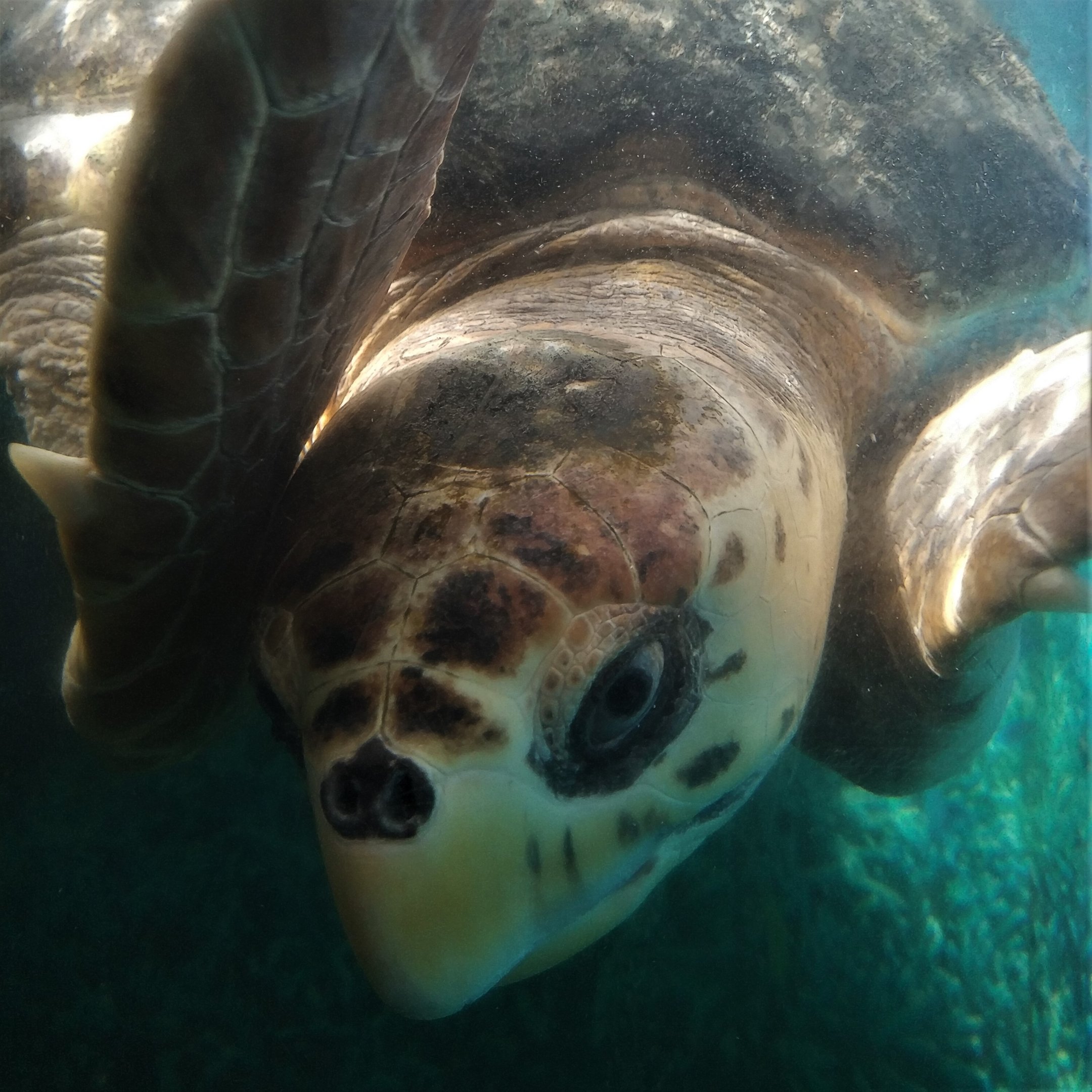 Sea Turtle