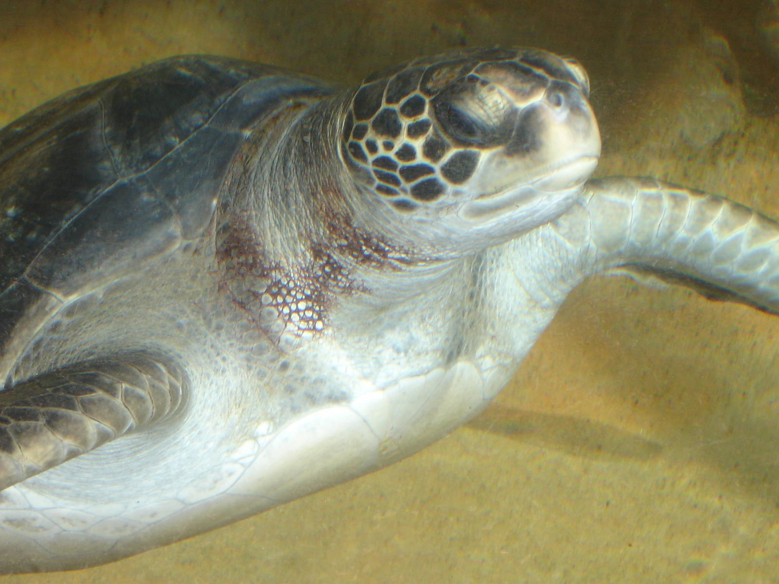Sea Turtle