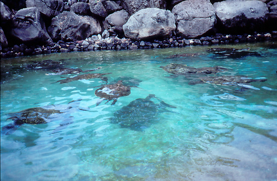 Sea Turtles - 1987
