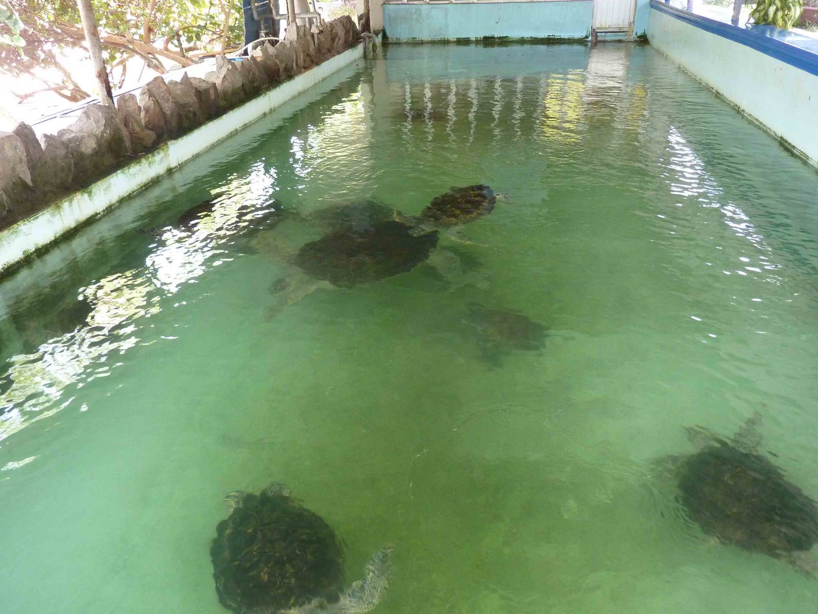 Sea turtles, May 2013.