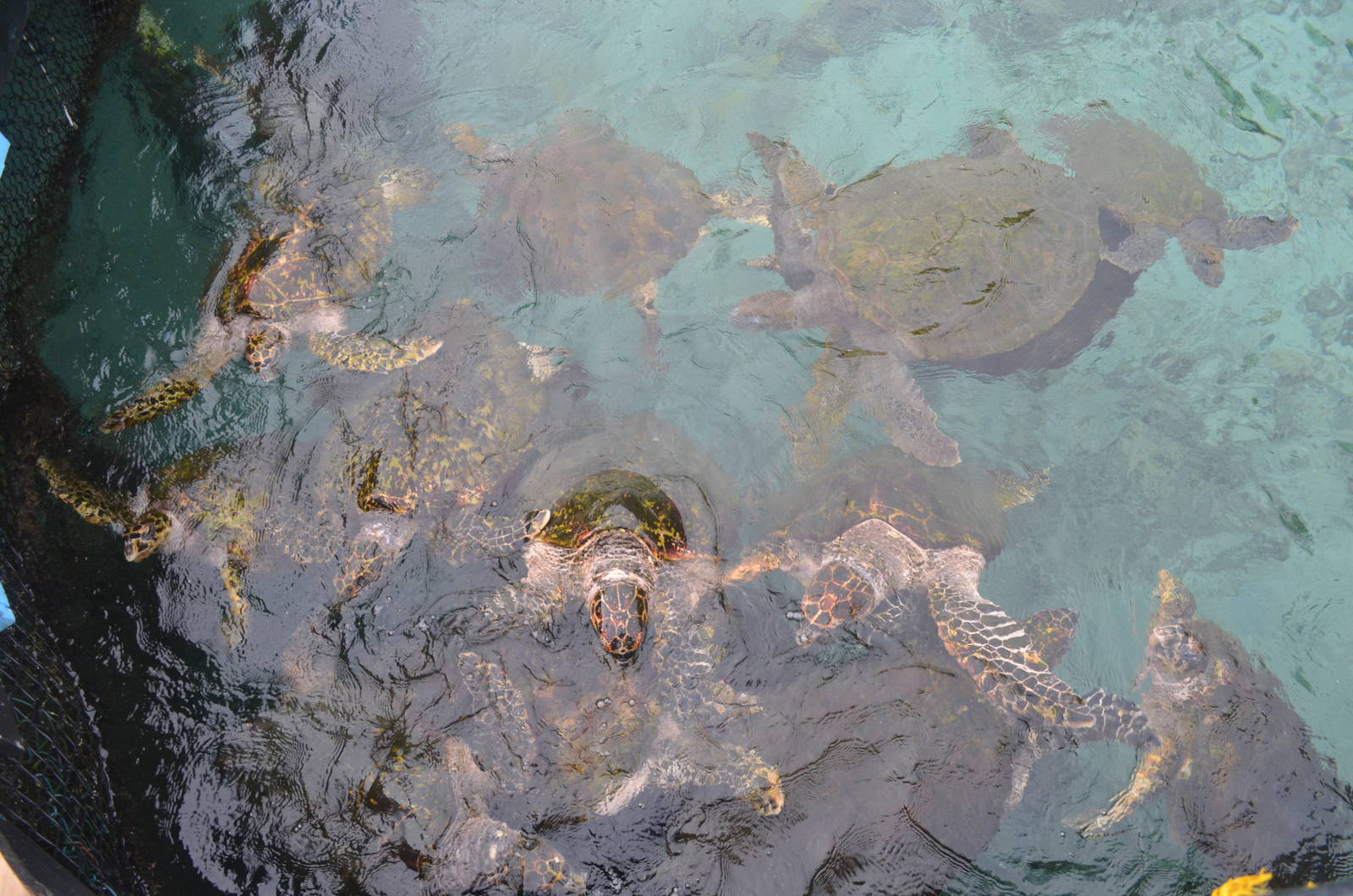 Sea Turtles