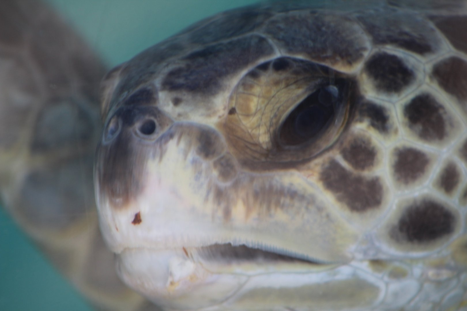 Sea Tutle Close Up