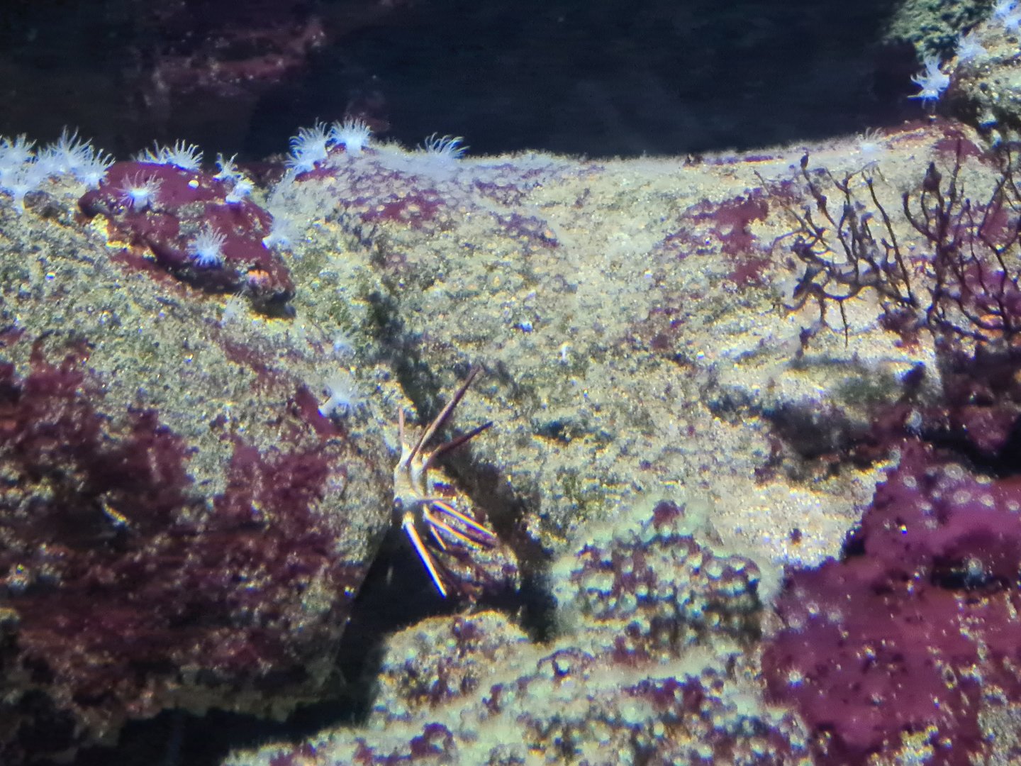 Sea urchin and anemones ID?