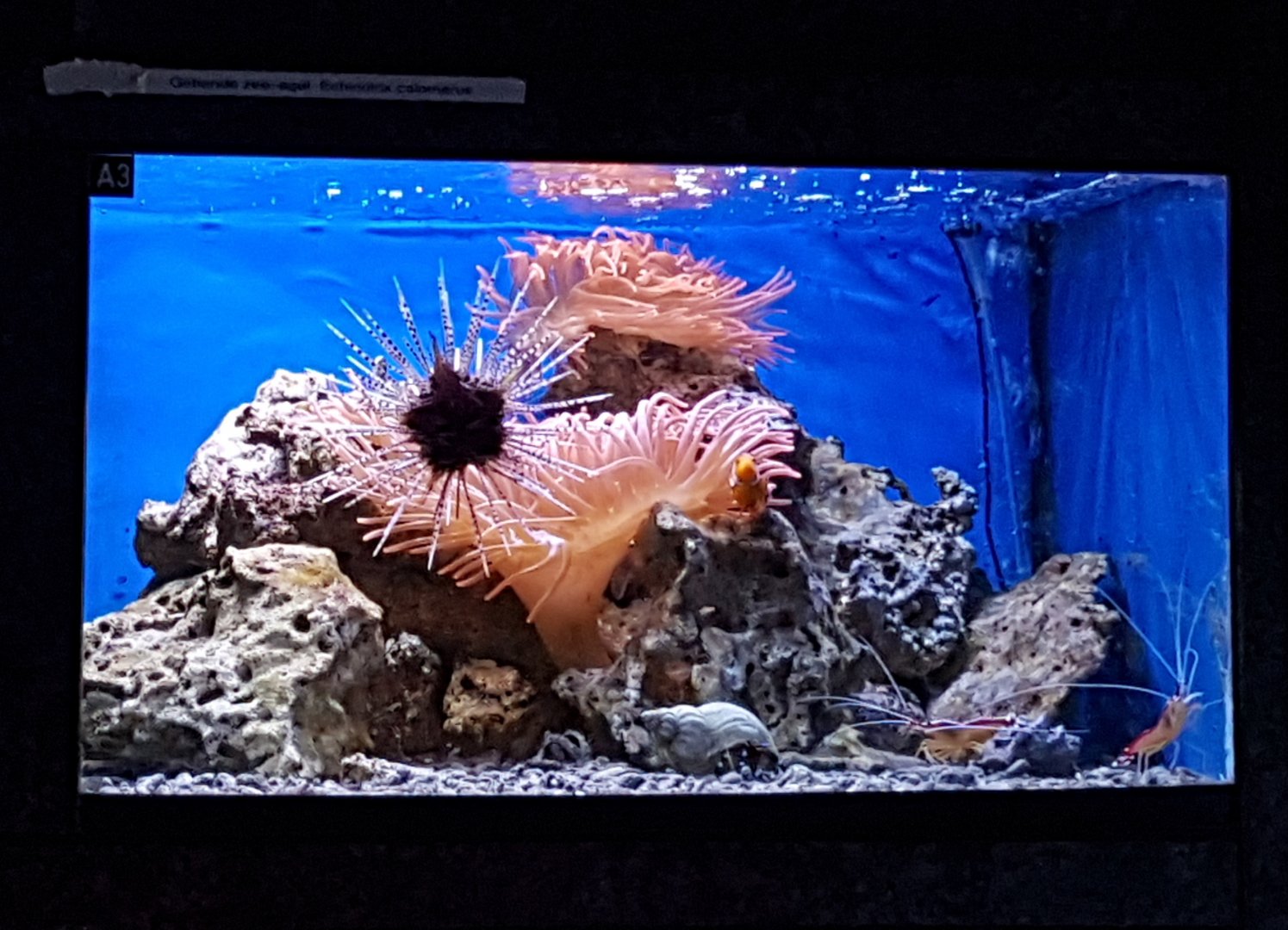 Sea-urchin and Shrimp-aquarium