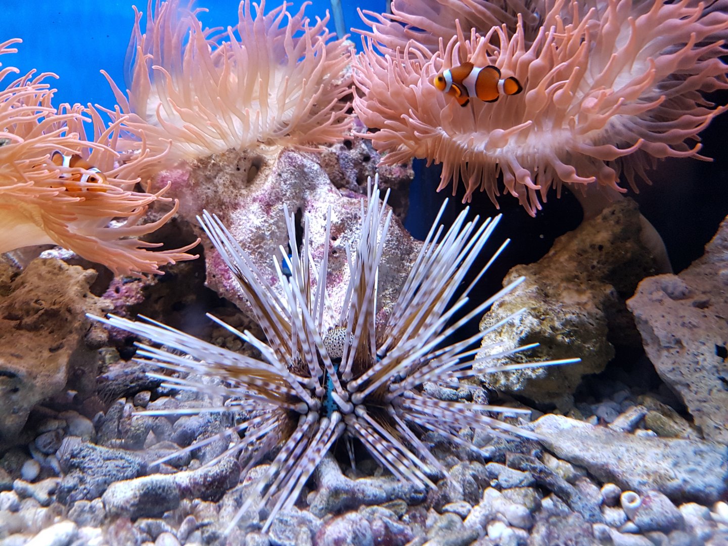 Sea-urchin and three-banded clownfishes