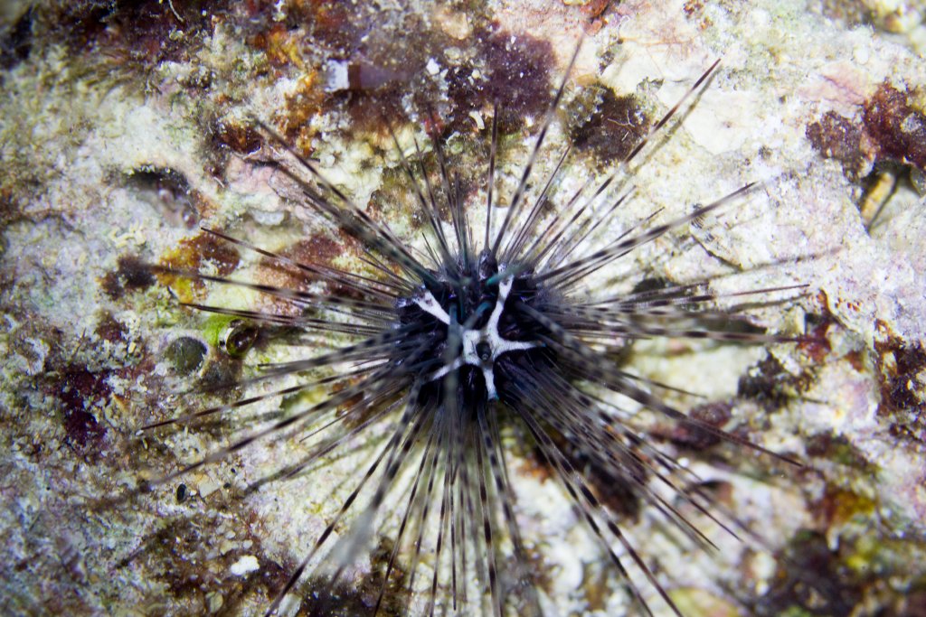 Sea Urchin - Diadema savignyi