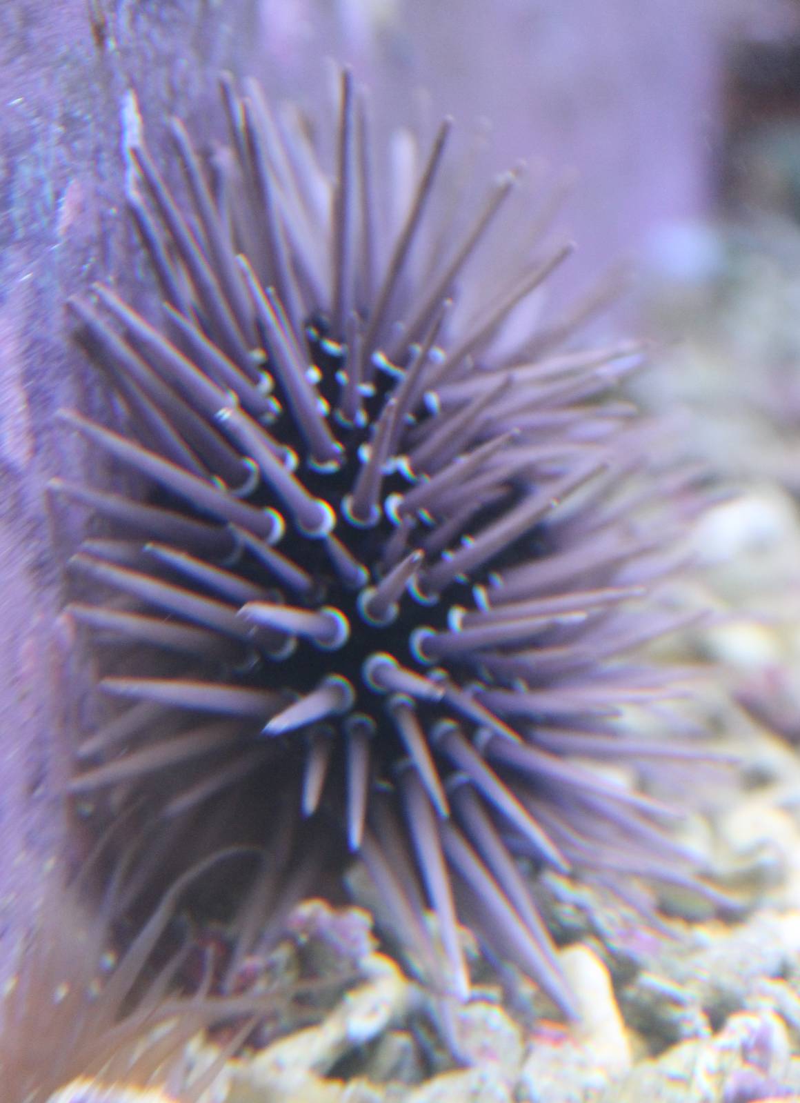 Sea urchin ( Echinometra mathaei )