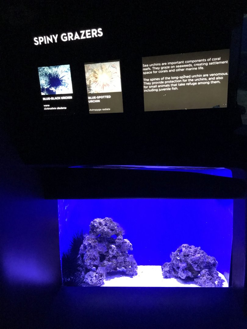 Sea urchin exhibit