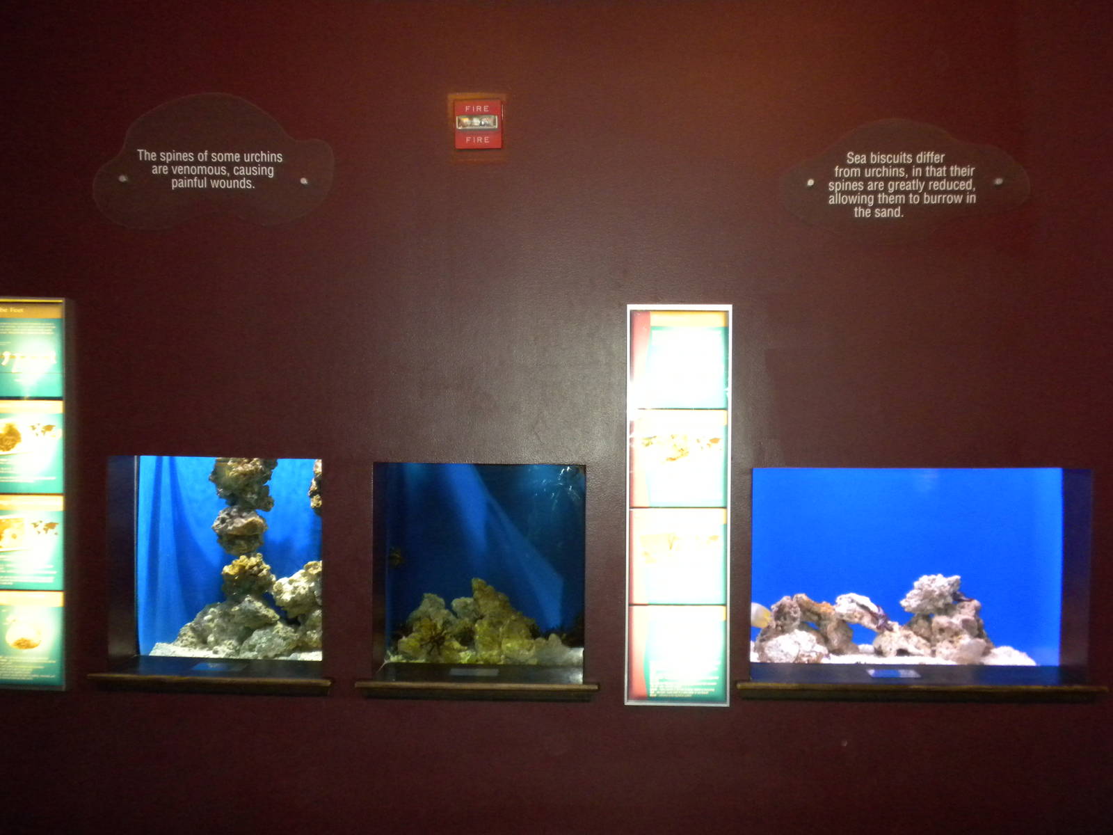 Sea Urchin exhibits