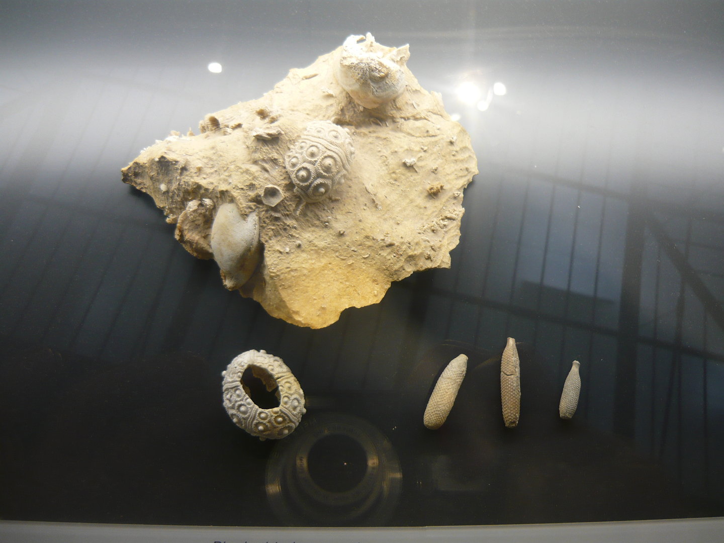 Sea urchin fossils
