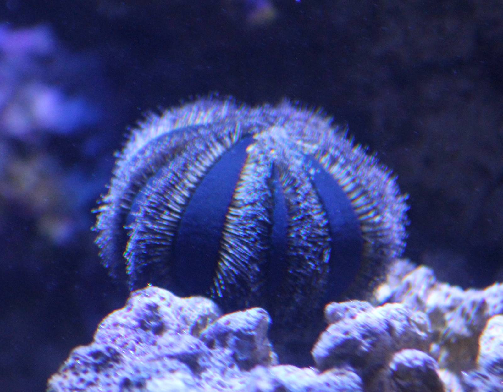 Sea urchin - Mespilia globulus