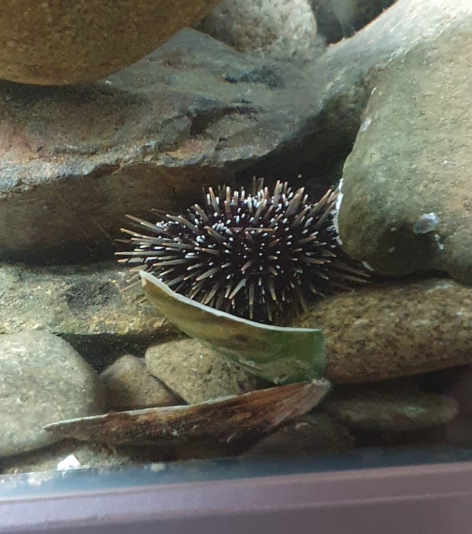 Sea Urchin, Nelson Provincial Museum
