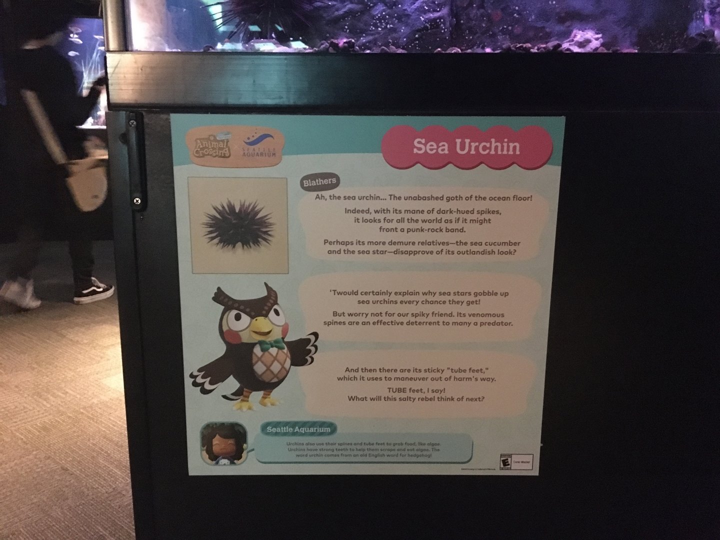 Sea Urchin Signage - Animal Crossing