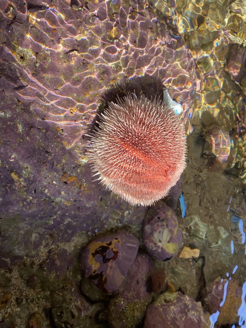Sea urchin sp. 060125