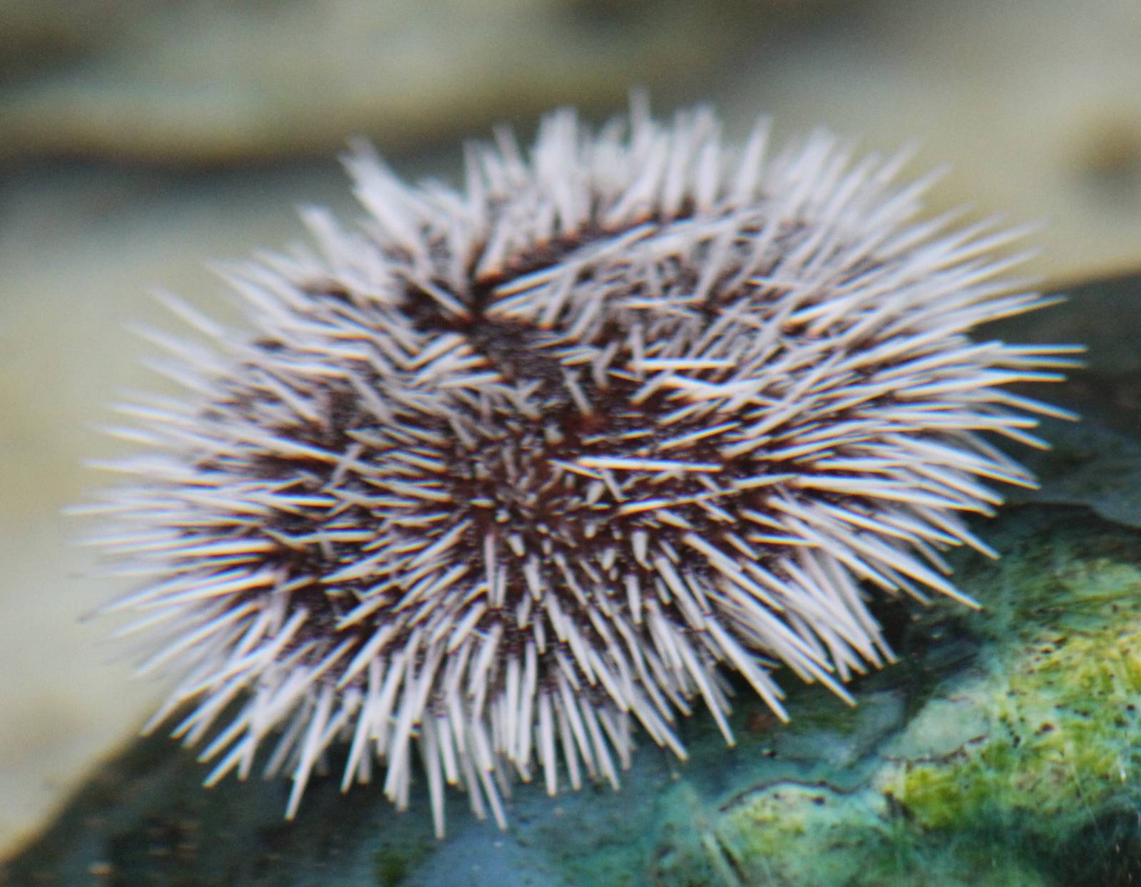 Sea urchin species