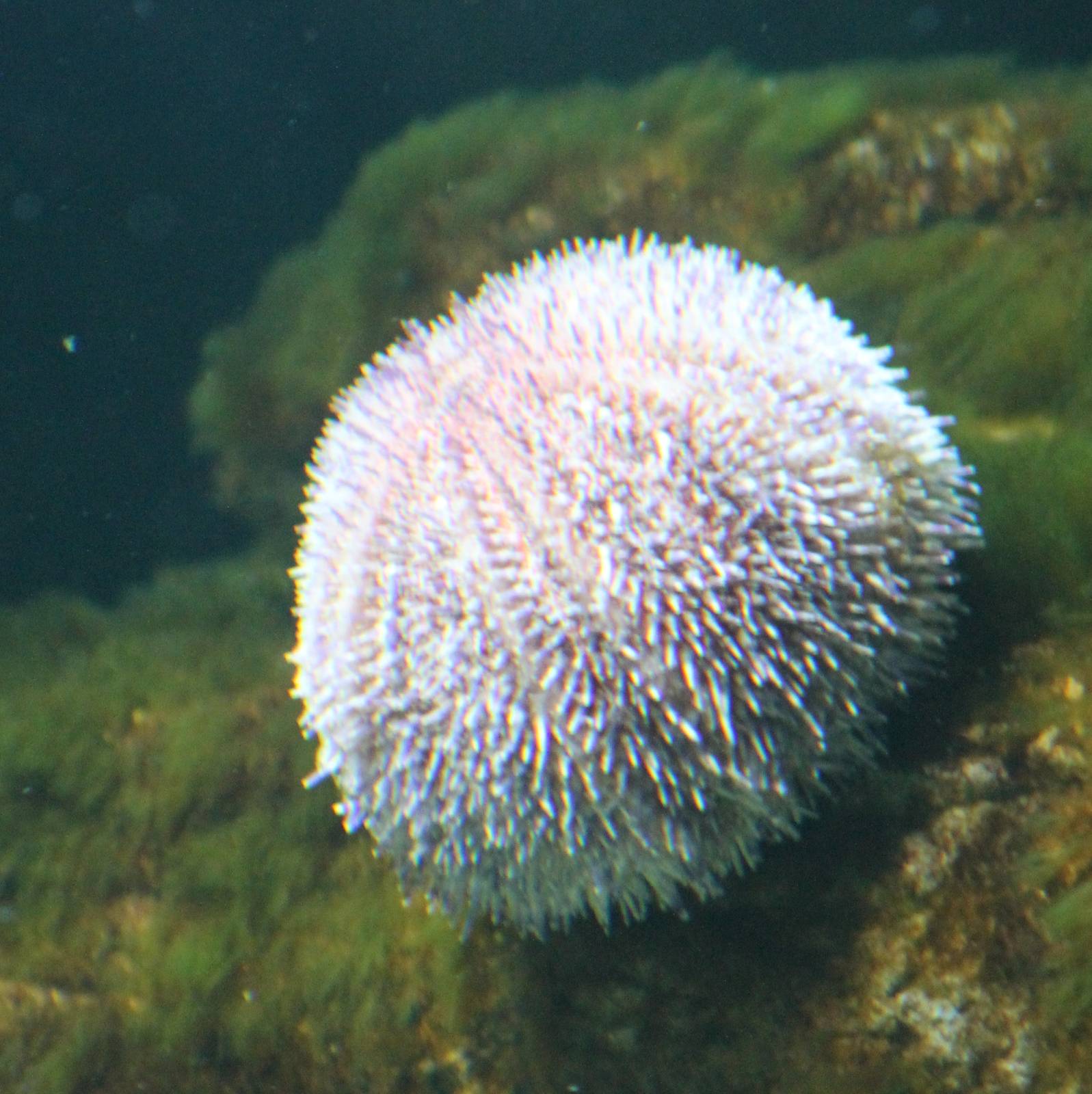 Sea urchin species