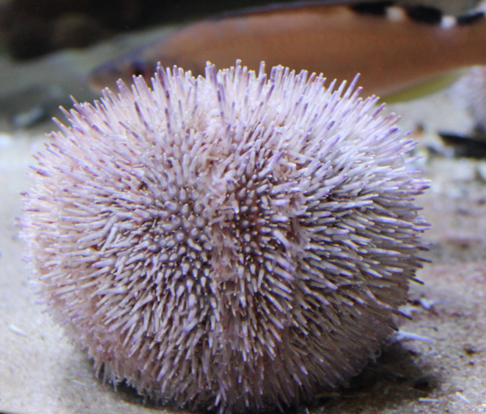 Sea urchin species