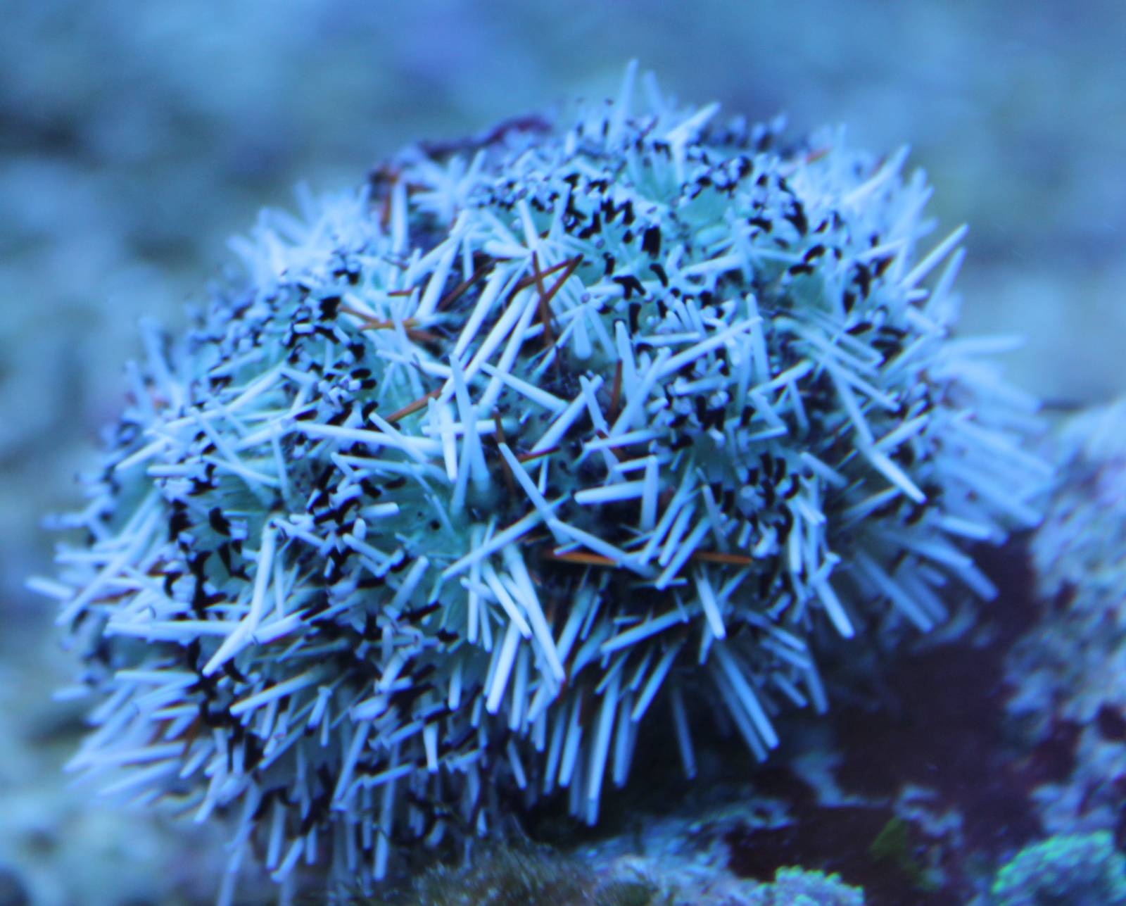 Sea urchin species