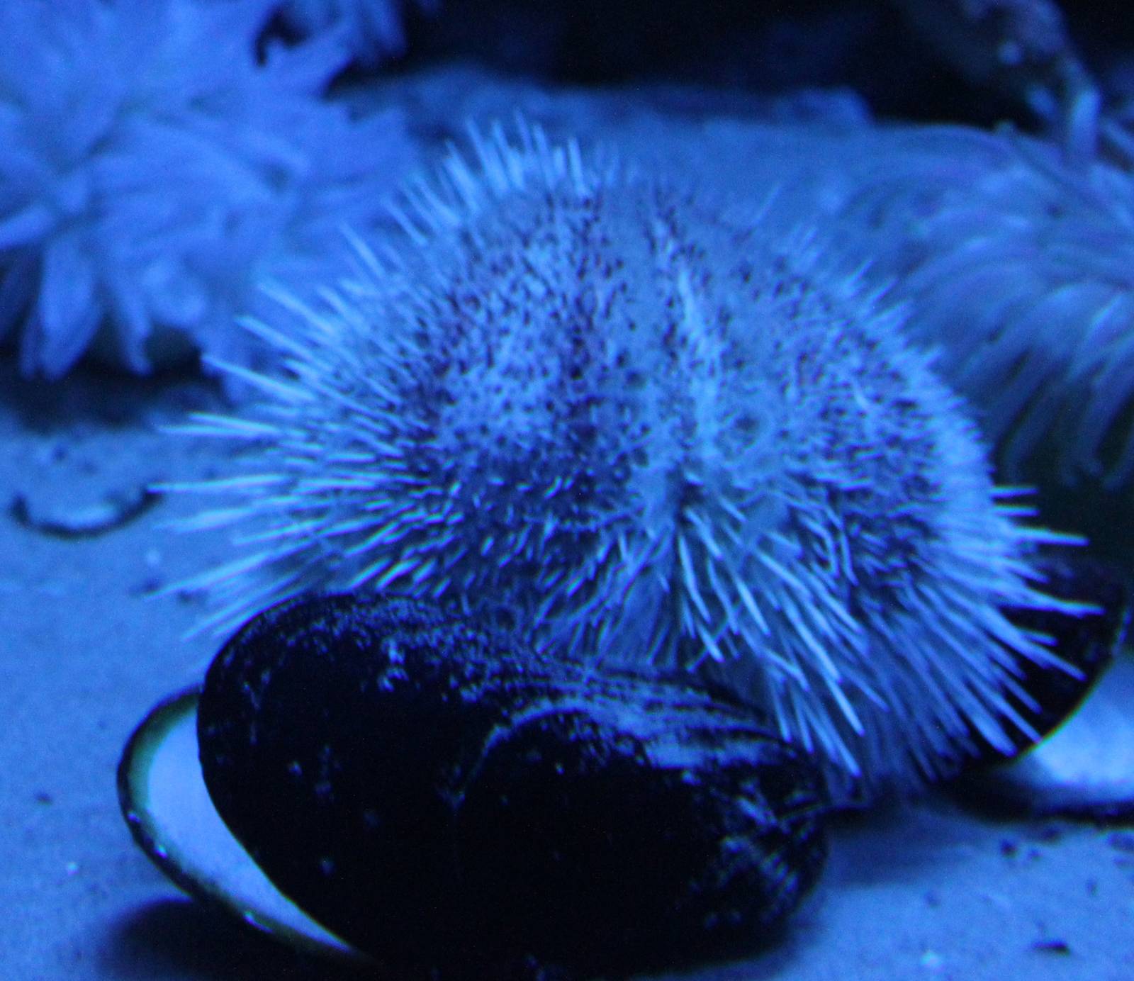 Sea urchin species