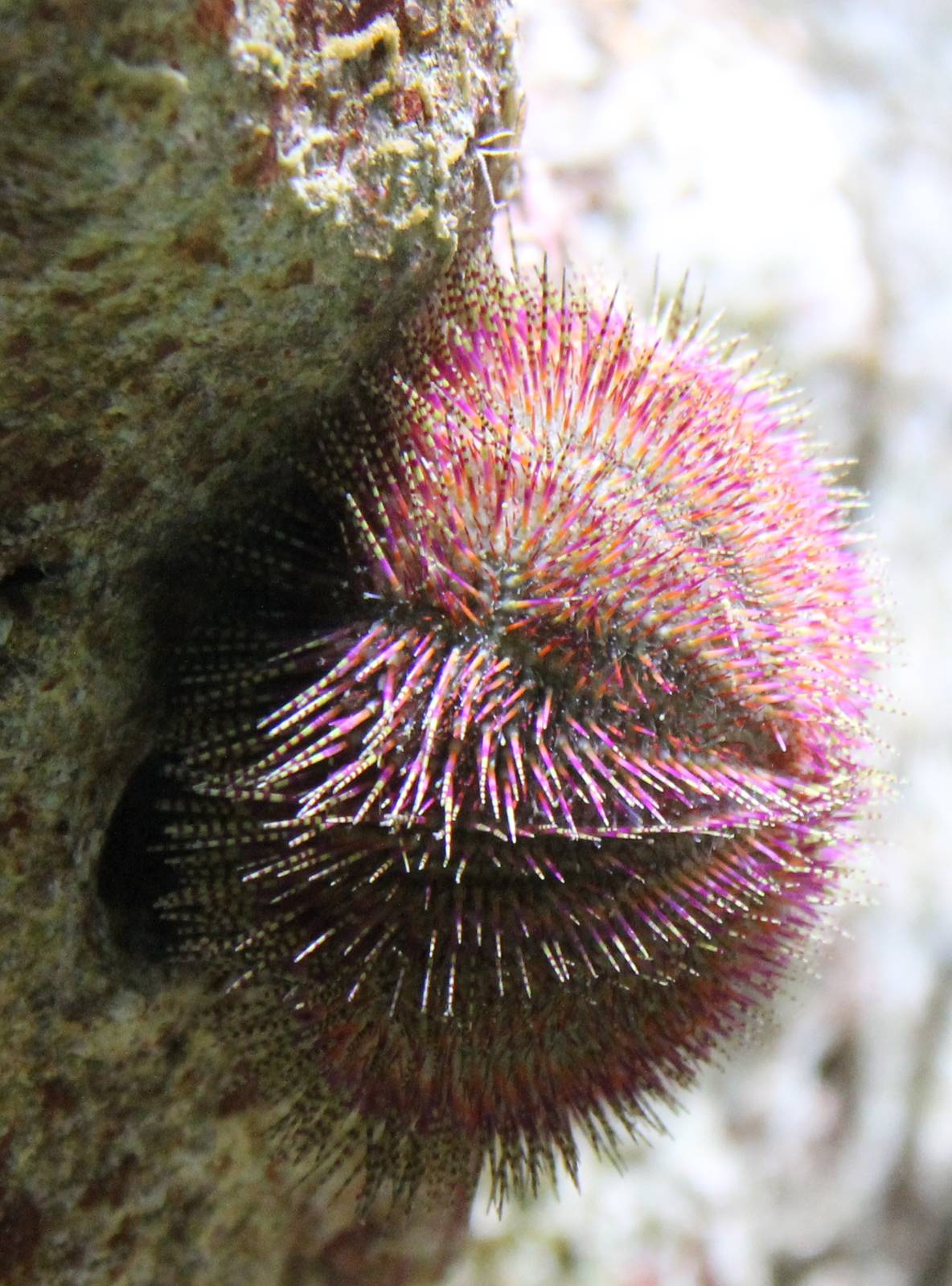 Sea urchin species
