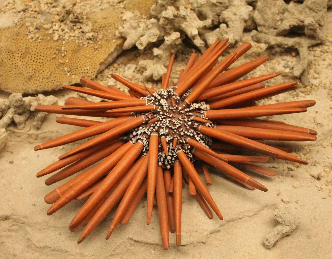 Sea-urchin species