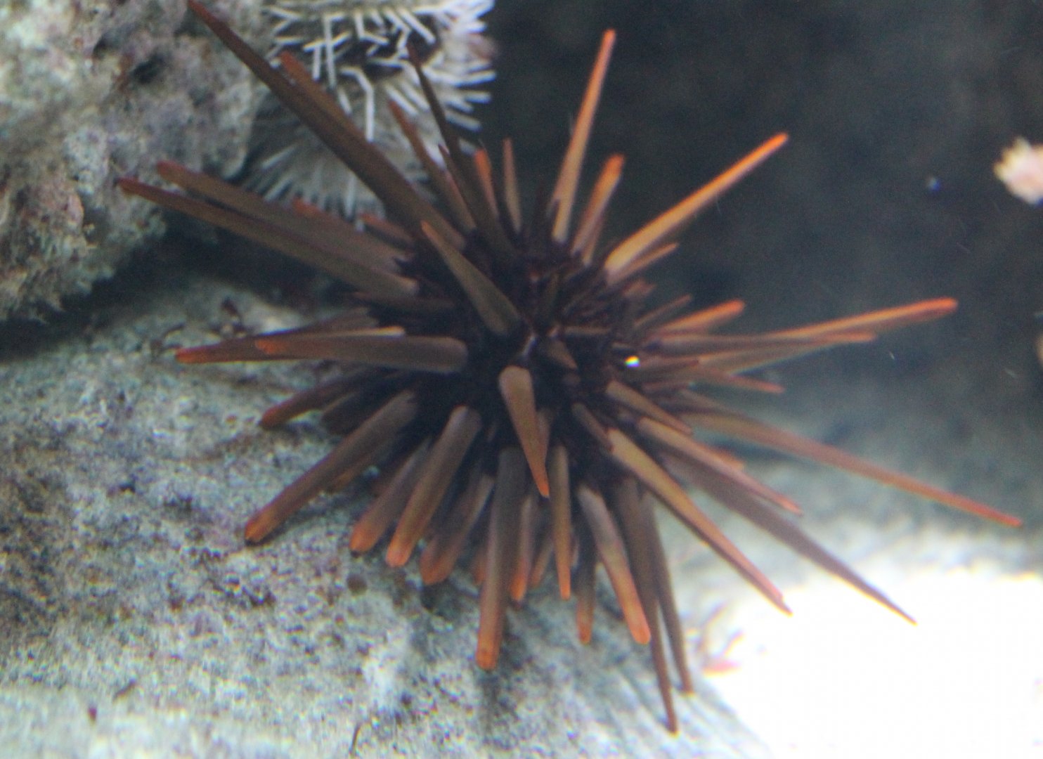 Sea-urchin-species