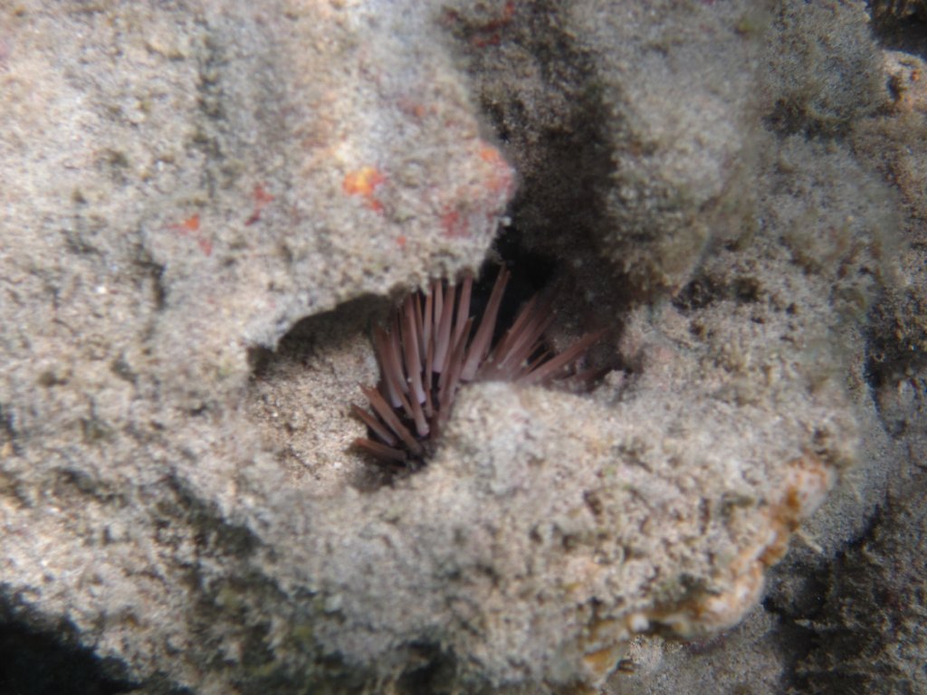 Sea Urchin