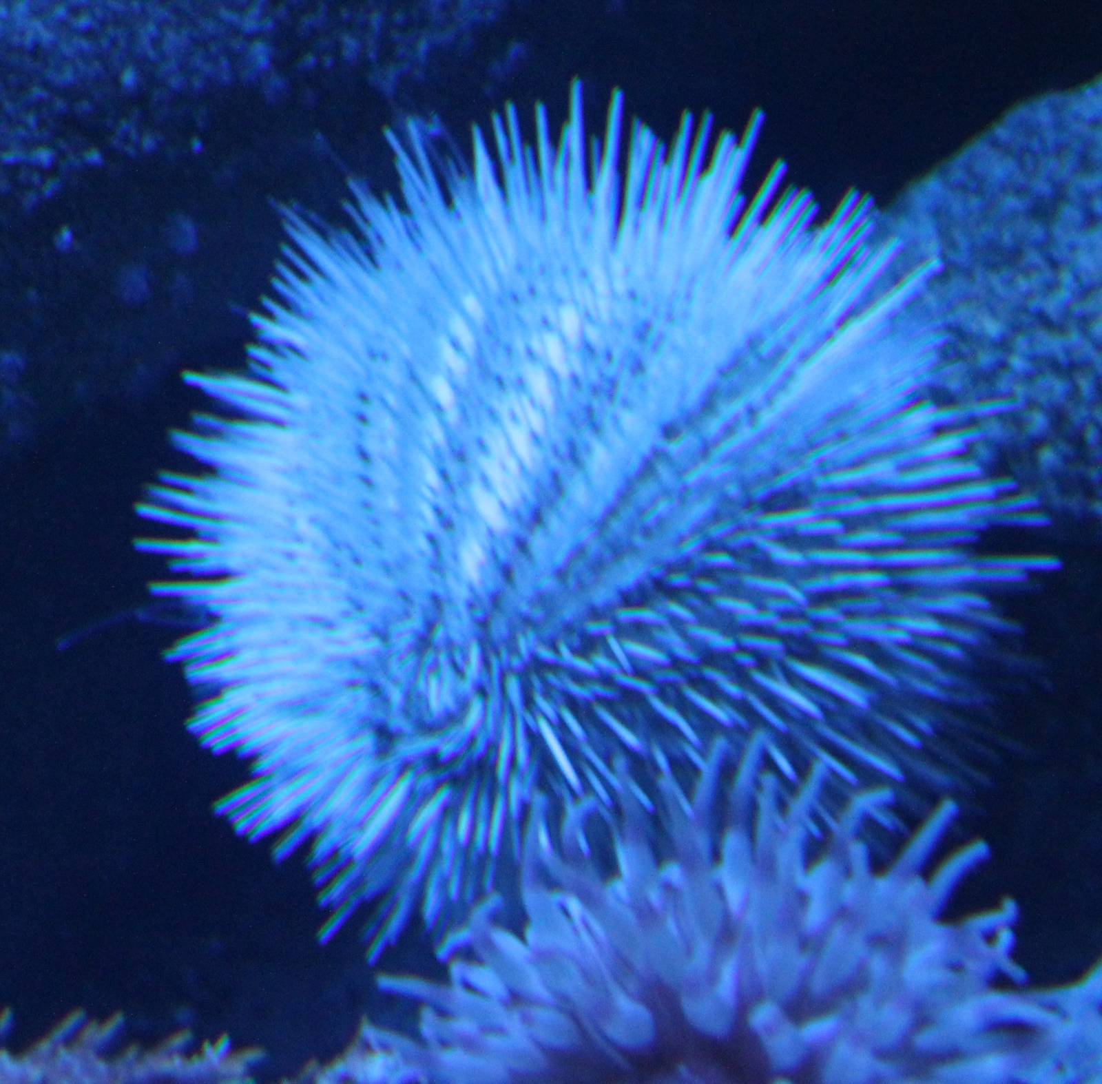 Sea-urchin