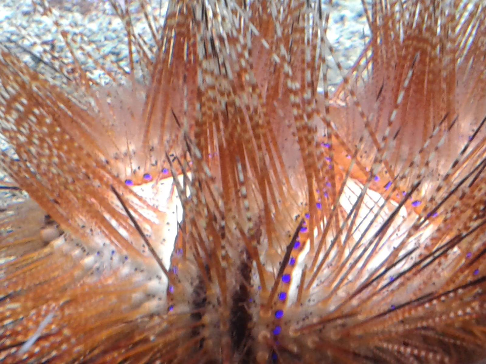 Sea urchin
