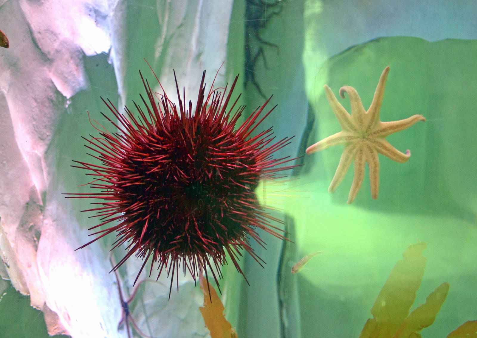 Sea Urchin