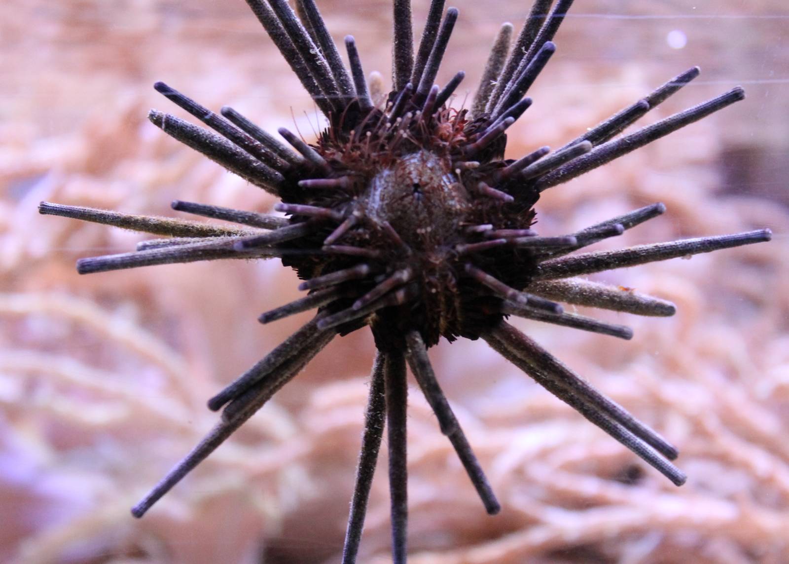 Sea urchin