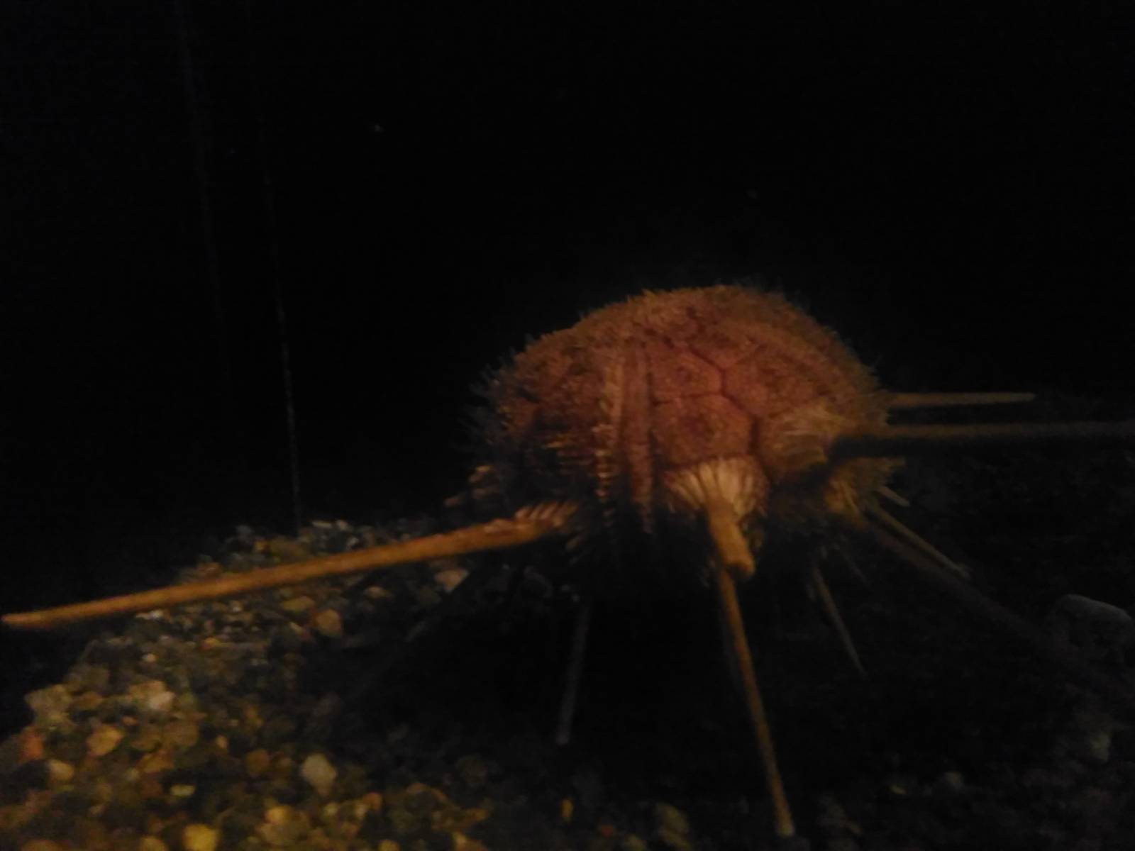 Sea urchin
