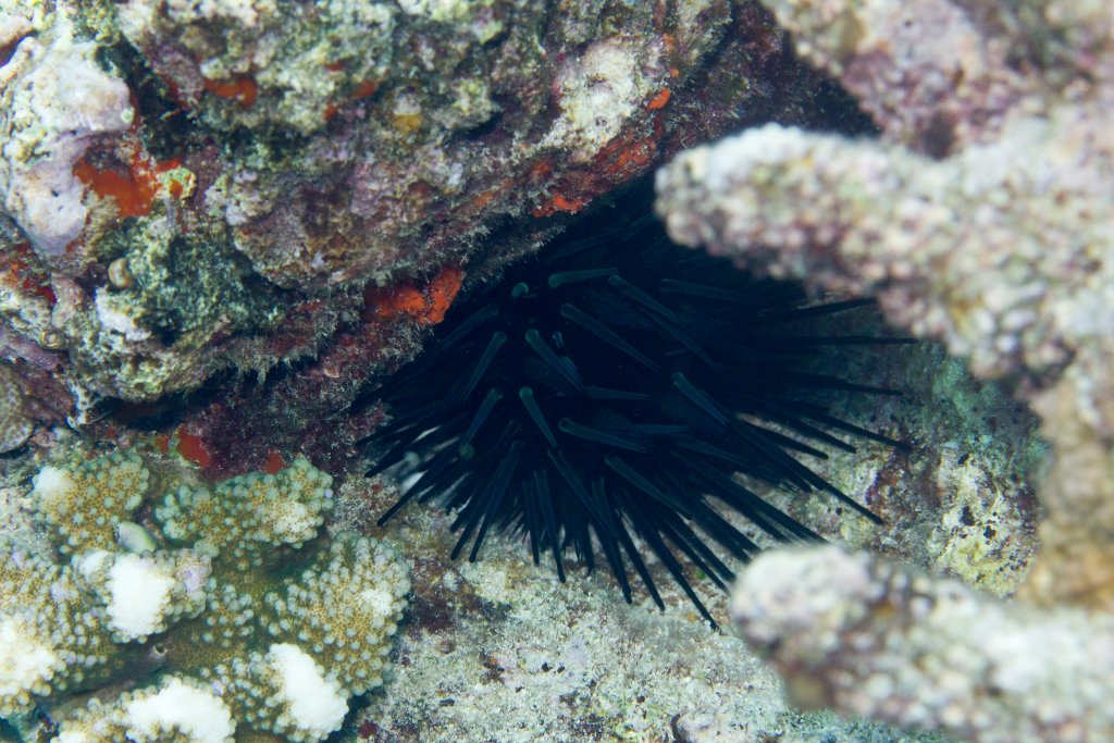 Sea Urchin