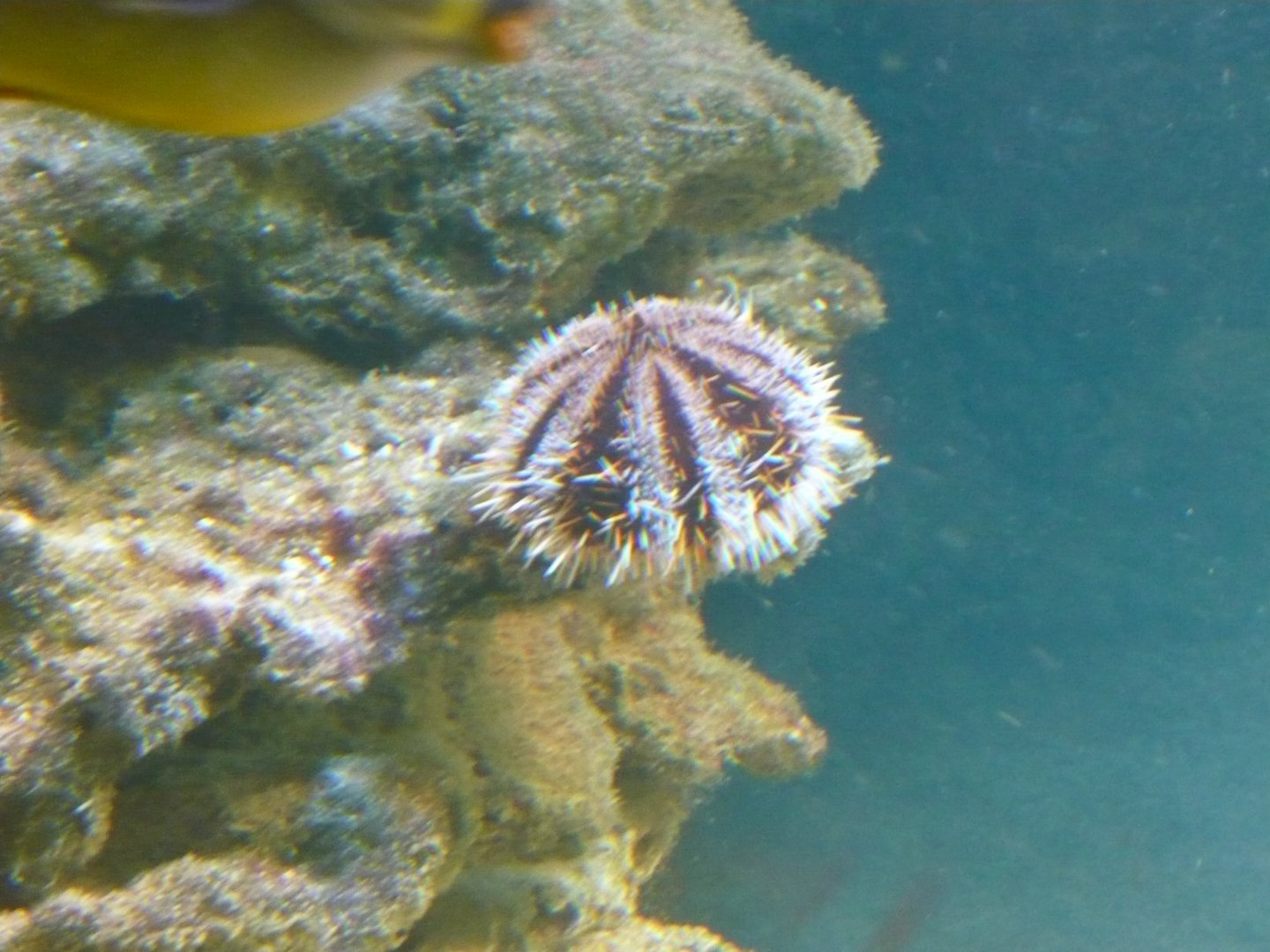 Sea urchin