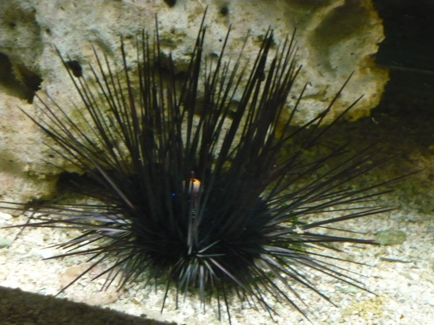 Sea urchin