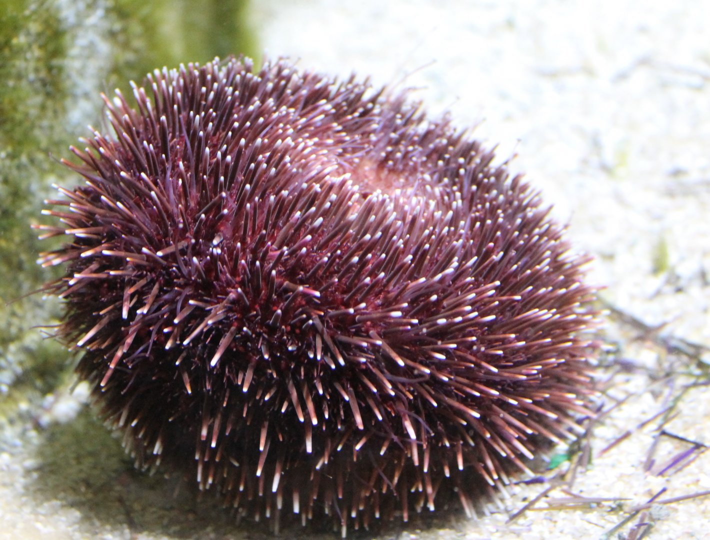Sea-urchin