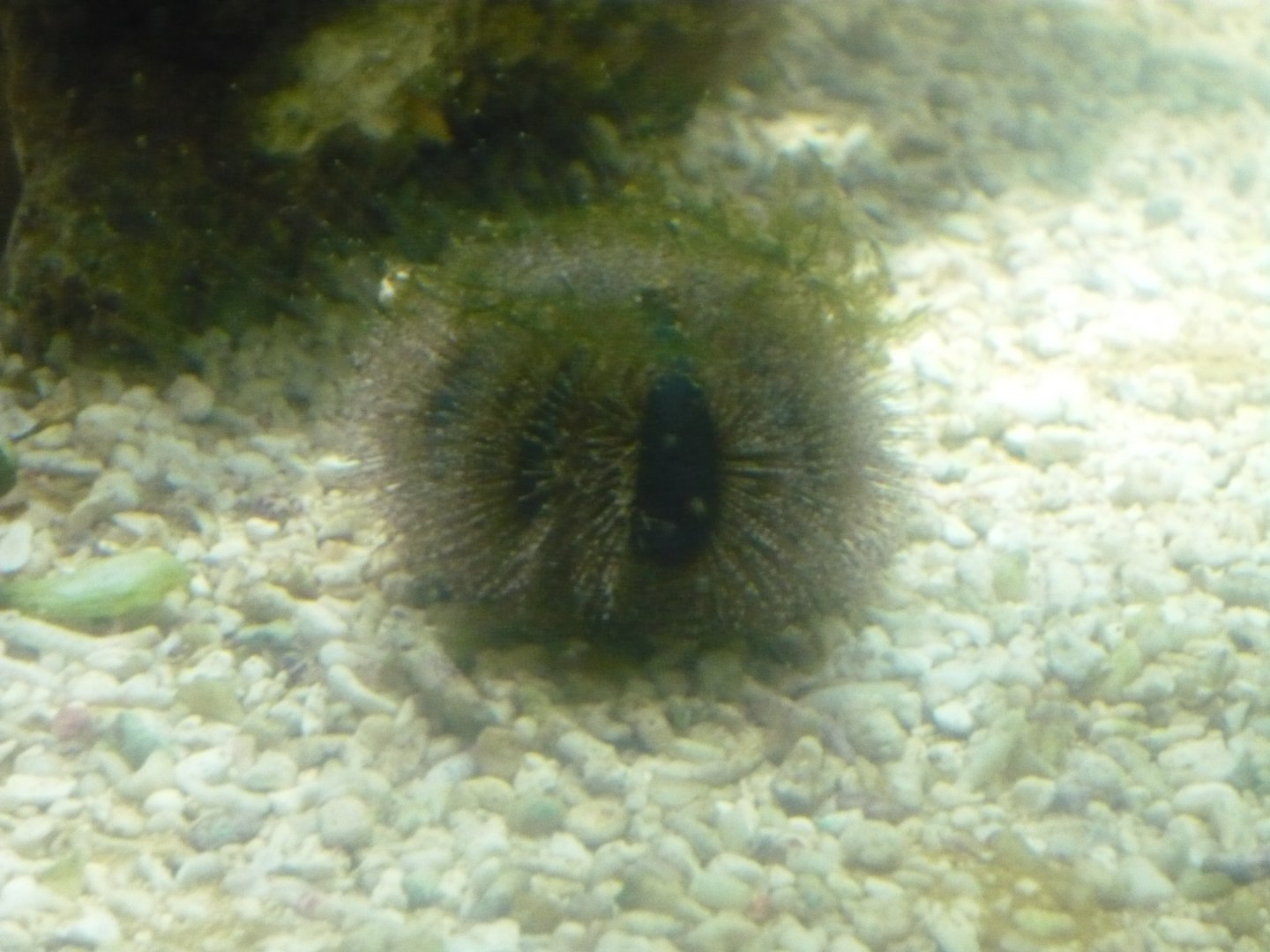 Sea urchin