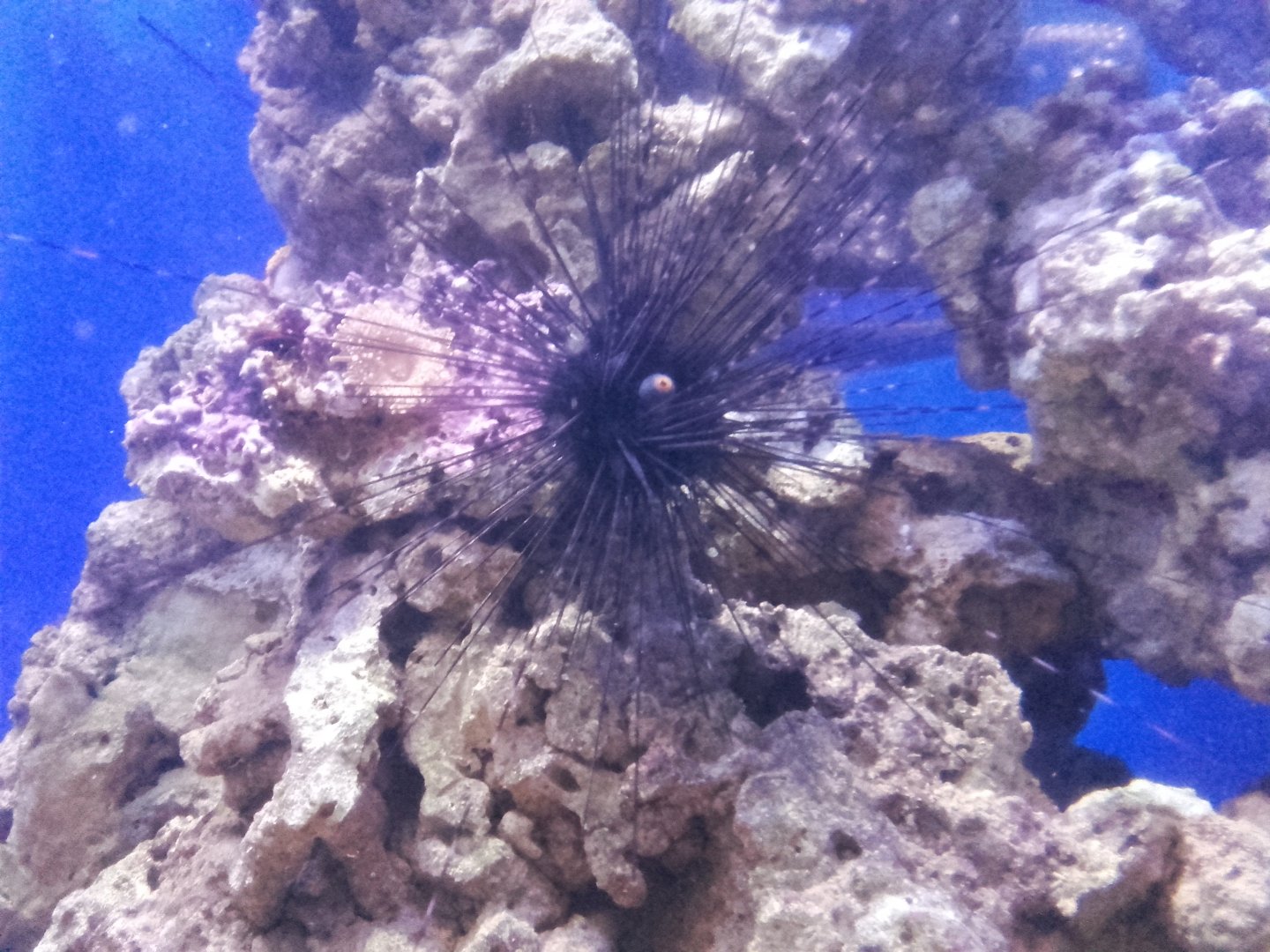 Sea urchin