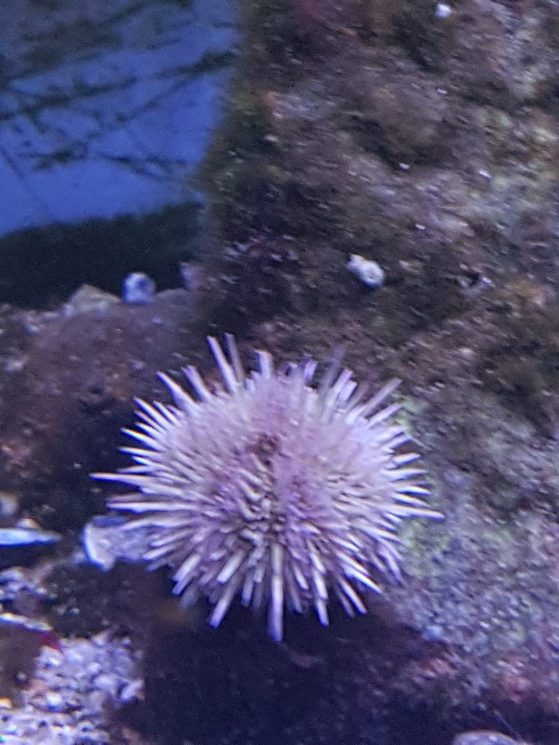 Sea-urchin
