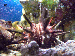 Sea urchin