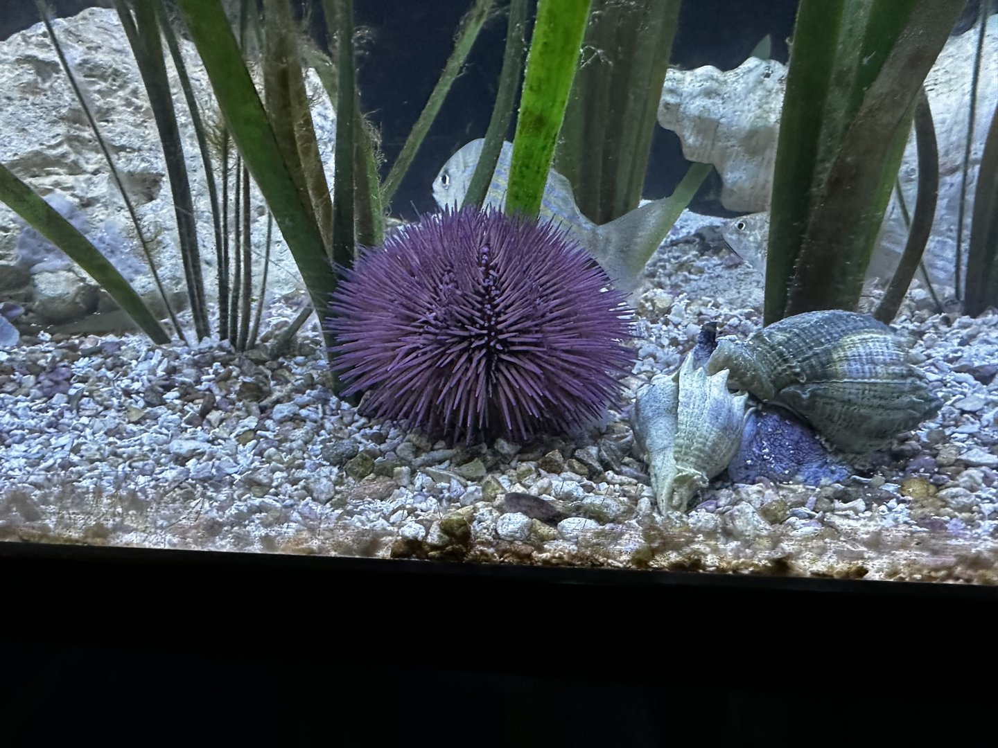 Sea Urchin