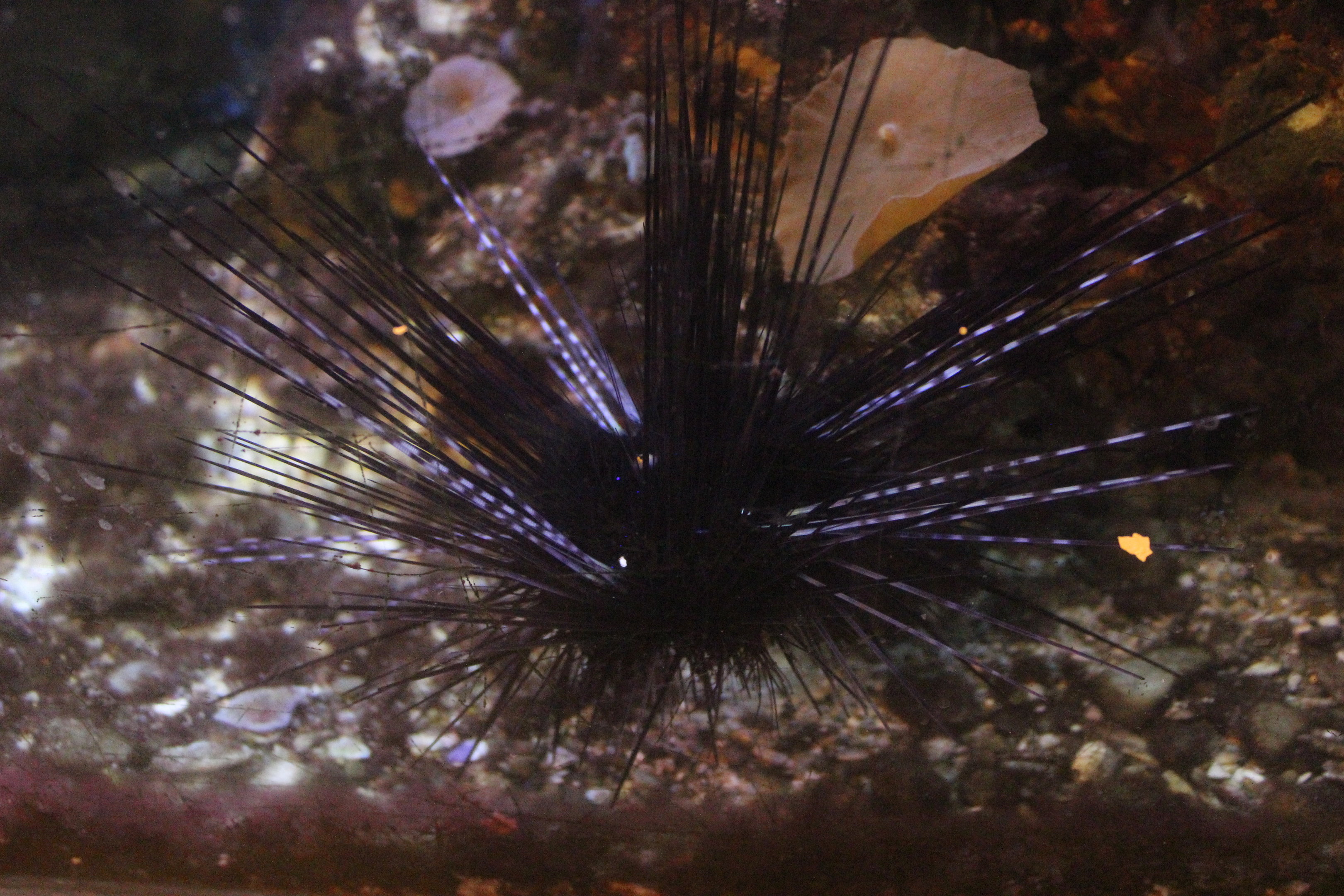 Sea Urchin