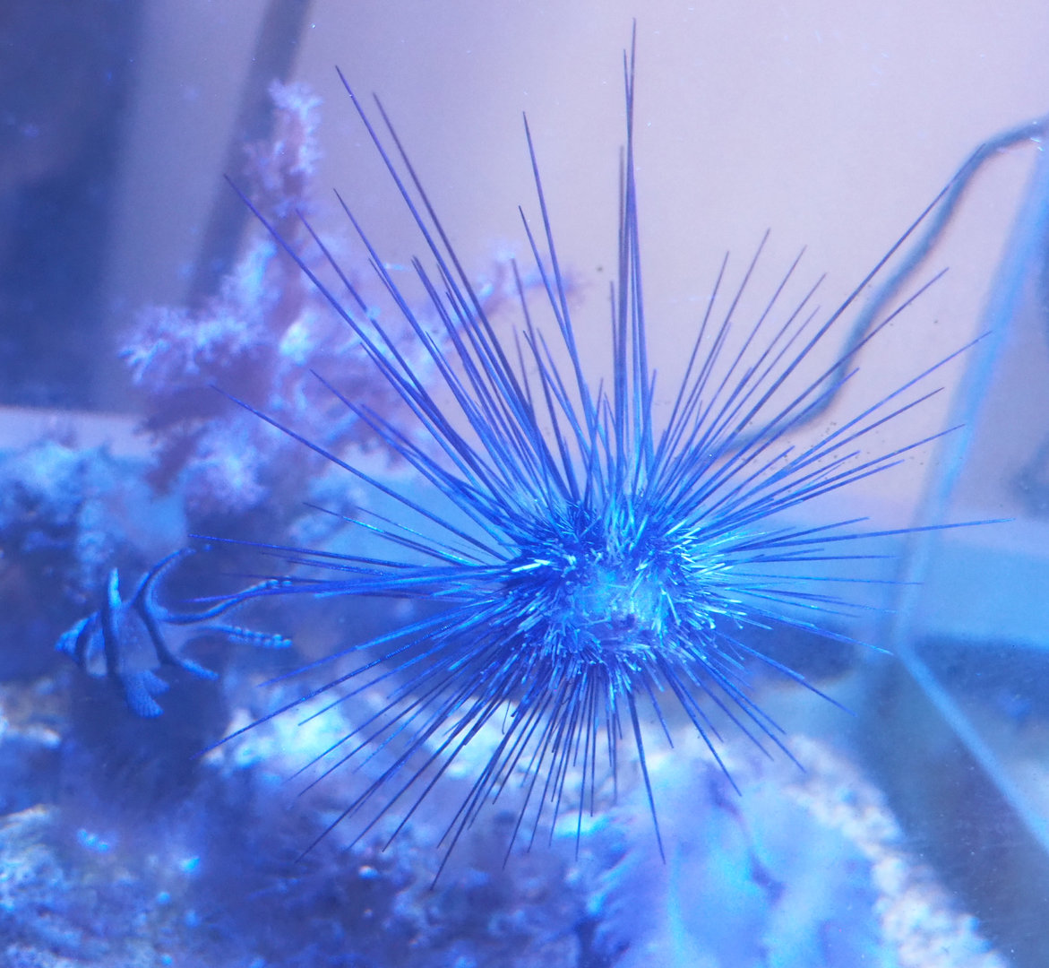 Sea urching in Banggai cardinalfish raising tank, 2022-09-14