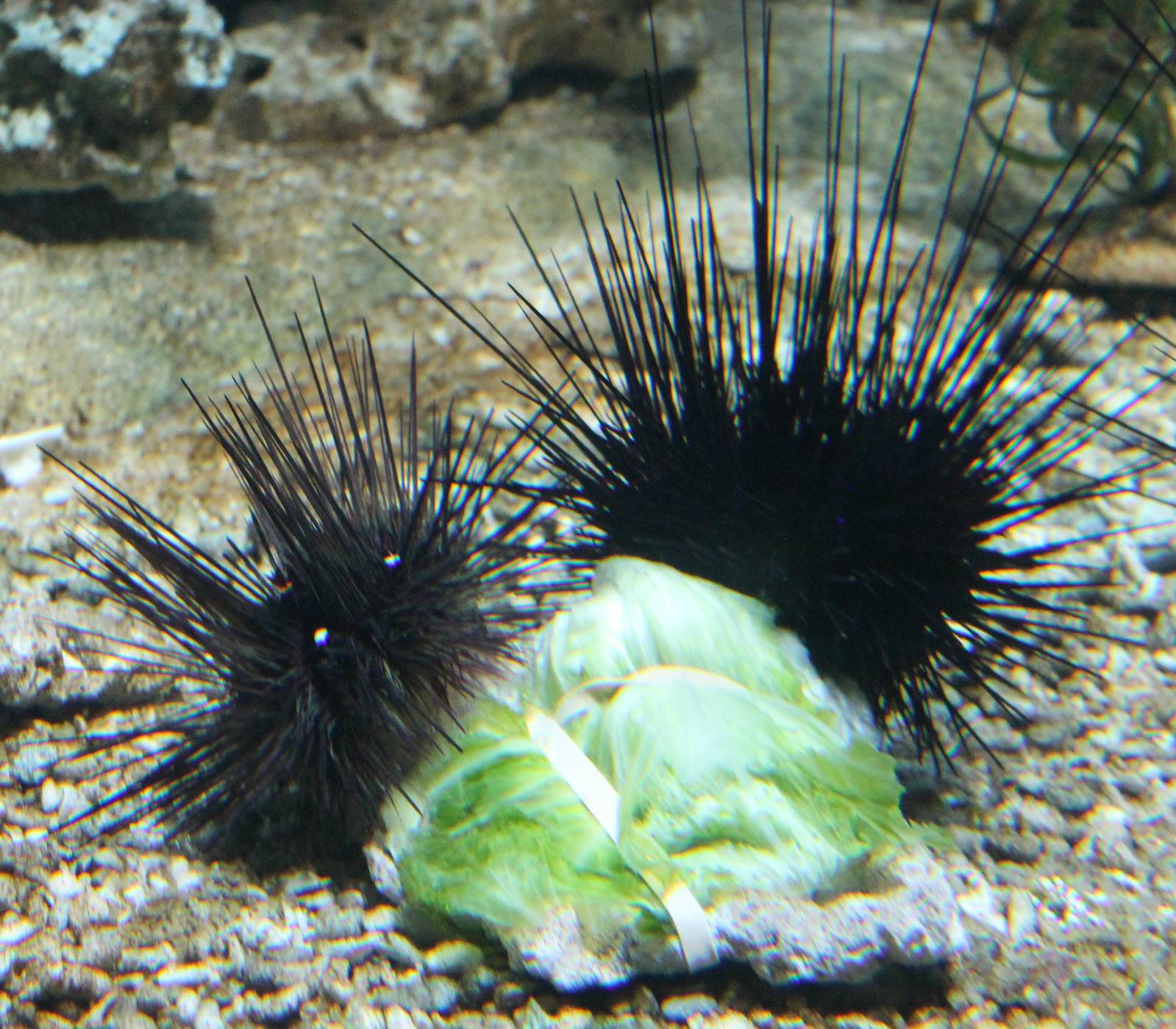 Sea urchins