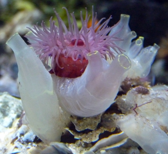 Sea vase squirts (Ciona intestinalis) and a sea tomato (Actinia equina)