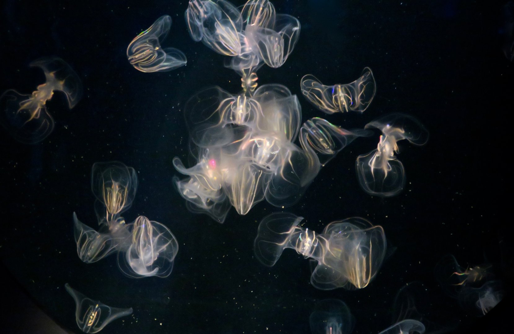 Sea Walnut (Mnemiopsis leidyi)