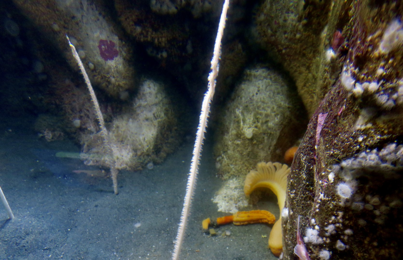 Sea Whip (Balticina willemoesi)